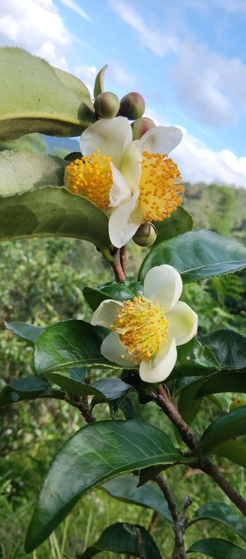 古树茶