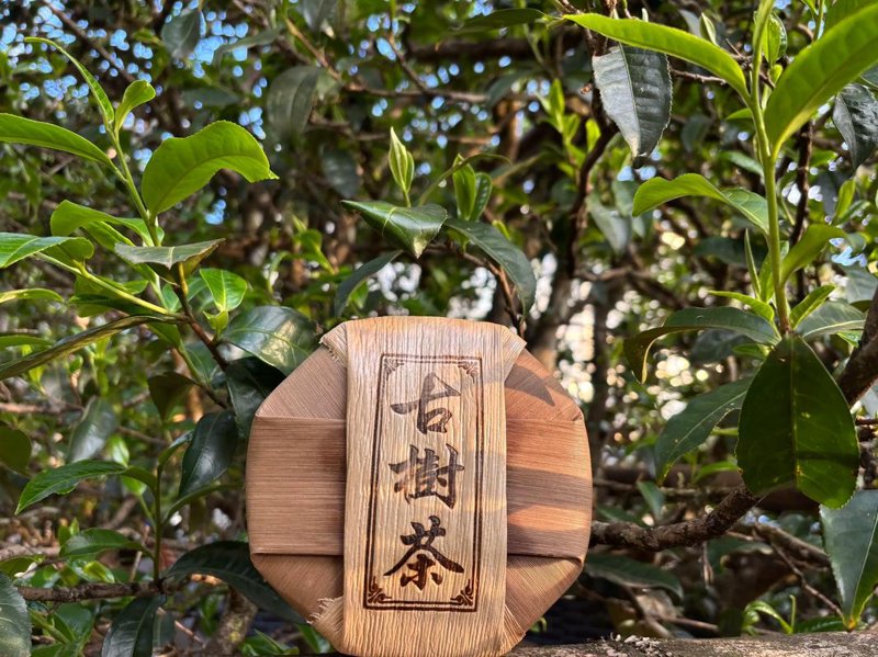 古树普洱茶